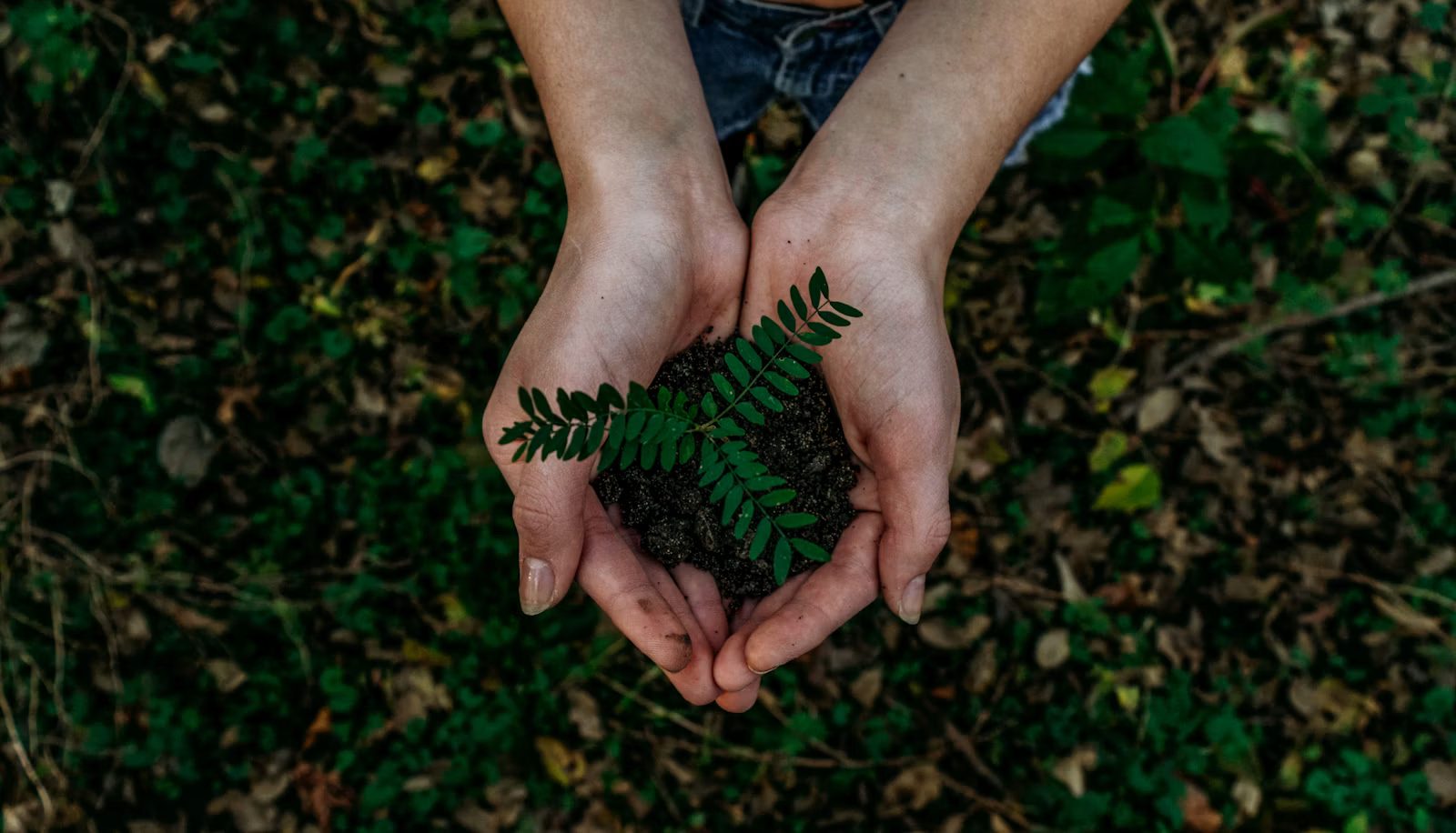 Hands planting a seedling in soil